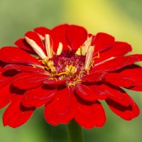 *** :: Виктор Иванович Чернюк