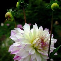 Георгина :: Сергей Карачин Георгина :: Сергей Карачин