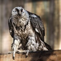 Бородач :: SanSan 