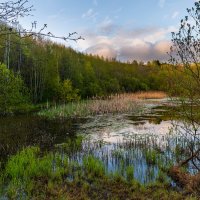 Тверские болота :: Владимир Лазарев