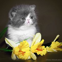 Зевс :: Светлана Ищенко