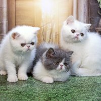 Зося, Зевс и Зита :: Светлана Ищенко Зося, Зевс и Зита :: Светлана Ищенко