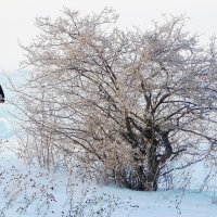 Морозное дерево! :: Владимир Кириченко