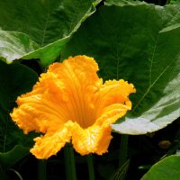 Тыковка цветёт. :: nadyasilyuk Вознюк