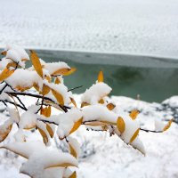 Листья :: Виктор Фоменко