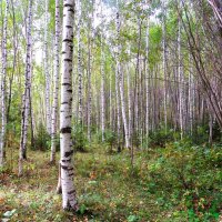 В роще :: Лариса С.