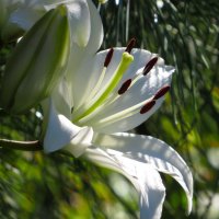 Лилия :: Лариса С. Лилия :: Лариса С.