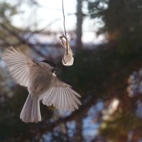 *** :: Виктор Фельдшеров