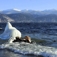 Яйлю-заповедник (на Телецком озере) :: елена беликова