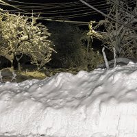 Завалило снегом :: Игорь Сикорский