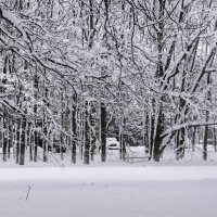 Зимний парк :: Игорь Сикорский