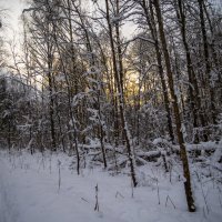 Про лес и лыжню :: Сергей Цветков Про лес и лыжню :: Сергей Цветков