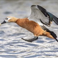 огарь в полете. :: юрий макаров