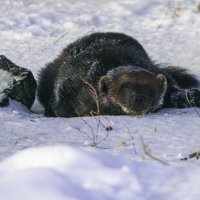 ЗИМА - РОСОМАХА :: Владимир Максимов ЗИМА - РОСОМАХА :: Владимир Максимов
