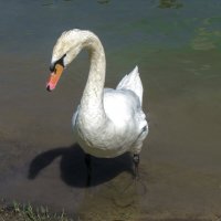 Лебеди Гагаринского парка :: Валентин Семчишин Лебеди Гагаринского парка :: Валентин Семчишин