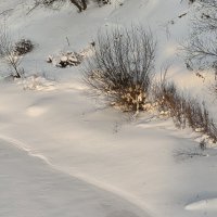 "...луч солнца золотого..." :: Olga Oskolkova