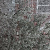 Сосна в инее :: Вячеслав Крысанов