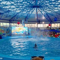 Адлер. Сочи Парк... шоу дельфинов :: Нина Бутко