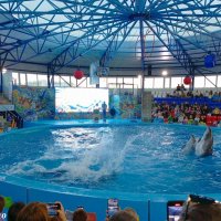 Адлер. Сочи Парк... шоу дельфинов :: Нина Бутко