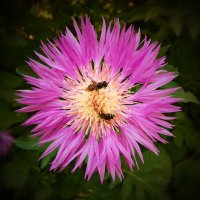 *** :: Александр. AVG100 --- *** :: Александр. AVG100 ---