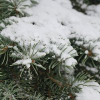 Зима ! :: Вен Гъновски