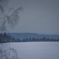 Лесная тишина :: fogmeadowww m