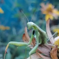 ** :: Зоя Мишина