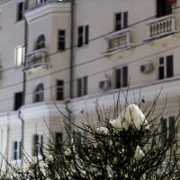 если под свечу- подсвечник, то под снег- подснежник :: Артём 