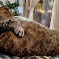 Тюлень на чиле :: светлана льдокова