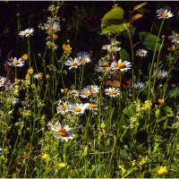 На лесной полянке :: Валентин Котляров