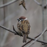 *** :: Александр. AVG100 ---