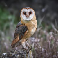 Черноглазая :: Александр К.