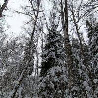 Зима. Лесные тропы :: Сергей Дабаев