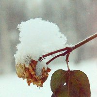 Не сломленные... (роза) :: Дмитрий 