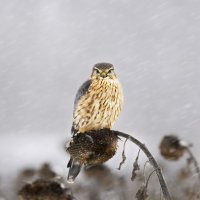 Дербник :: Валерий Черняк