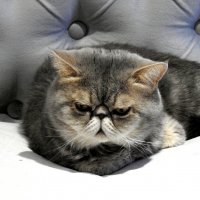 *** :: Евгений Васильев *** :: Евгений Васильев