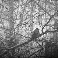 Наблюдая :: Сергей Сергеев