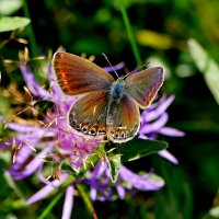опять про бабочек...303 :: Александр Прокудин