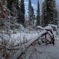 Зимняя тайга :: Aleksey Afonin