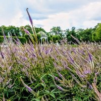 В парке Кадриорг :: Veera V