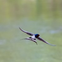 Ласточка-косатка :: Владимир Лазарев