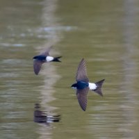Ласточка - воронок :: Владимир Лазарев