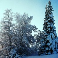 Зима :: Людмила Смородинская