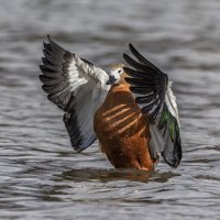 огарь в полете. :: юрий макаров