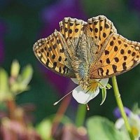 Воспоминание о лете :: Галина Нестратова