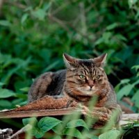 — Скучно так сидеть без дела, точить когти — надоело... :: Михаил Андреев