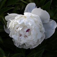 Есть глаза у цветов :: Aleksandr 