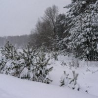 Снег всё идёт :: sorovey Sol