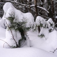 Укутались :: sorovey Sol