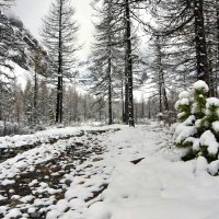 Лес :: Виктор Фоменко